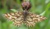 Ematurga atomaria